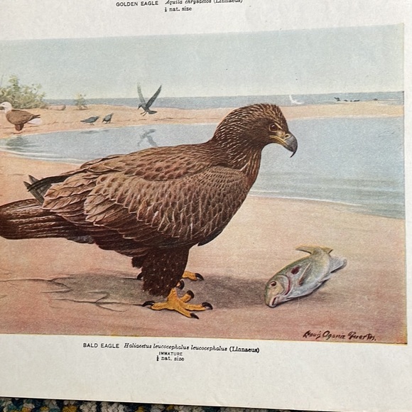 🖤5/$25 Antique Ornithological Bird Print Original Eagle - Picture 8 of 15